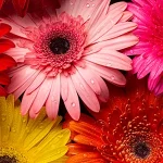 Floral