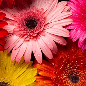 Floral